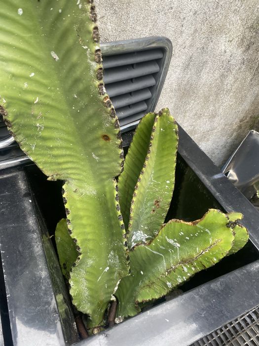 Cacto Americano cacto azul euphorbia ingens