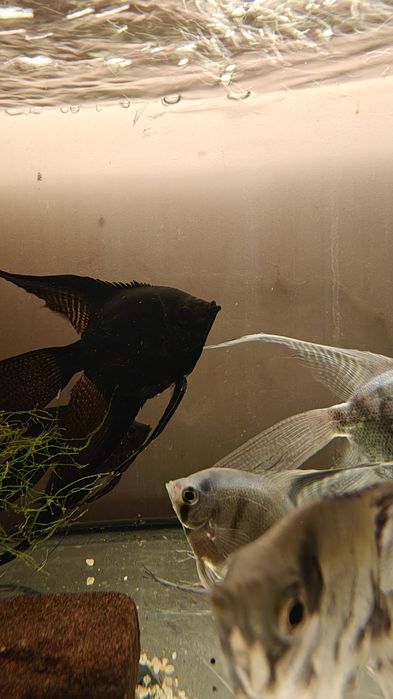 Skalar czarny  black