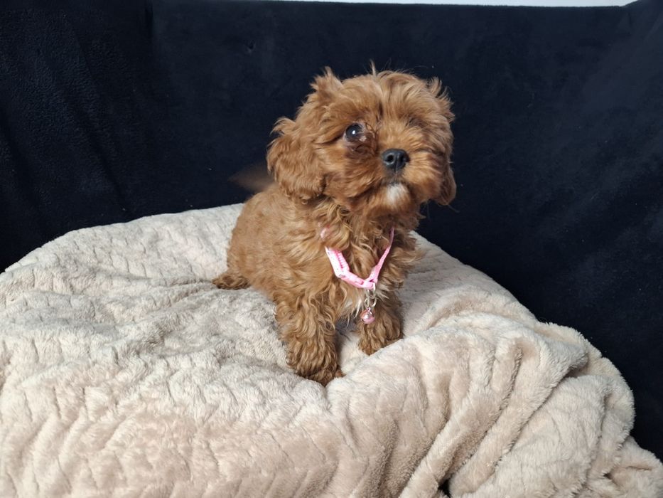 Cavapoo suczka gotowa