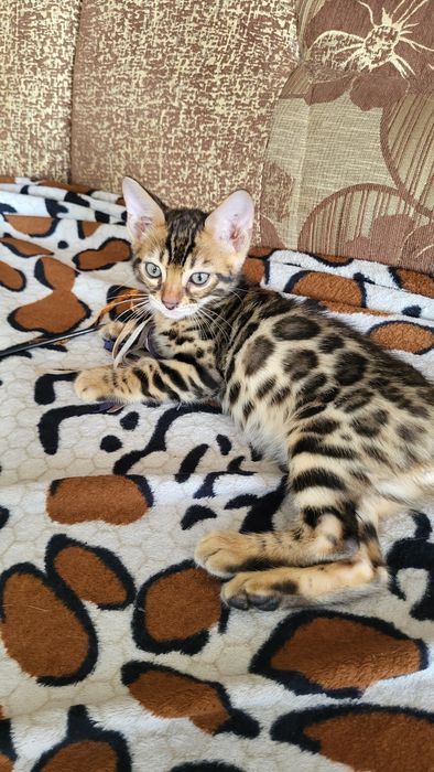 Бенгальские котята клубные.