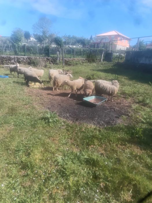 Ovelhas prenhas e paridad