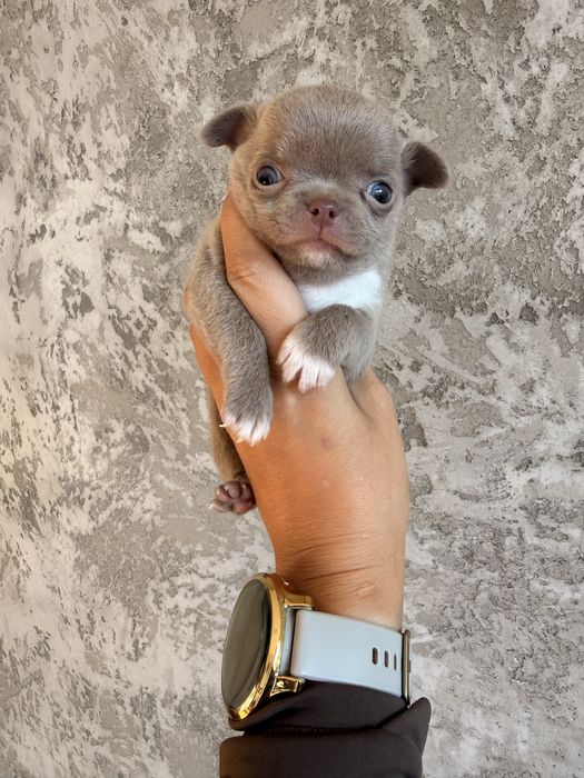 Baaardzo maleńki chlopczyk chihuahua idealny  tylko w dobre ręce