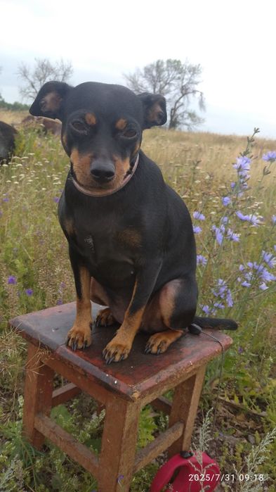 Собачка на вязку.