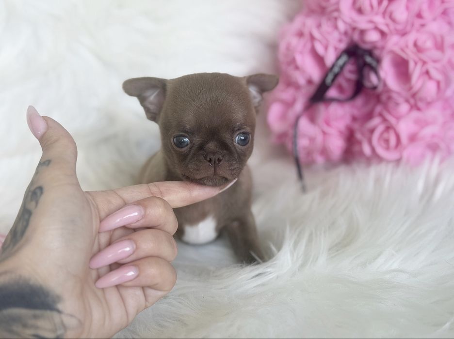 Chihuahua sliczny chlopczyk
