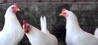 Kury nioski Rosa z wolnego wybiegu. Messa od 16 tygodnia. Dowóz Gratis