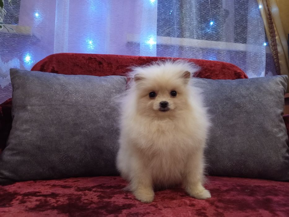 Померанчикі шпіцата