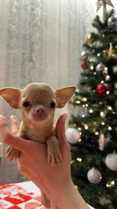 Продажа чихуахуа