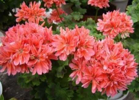 Герань пеларгонія калачики ампельна зональна зірчаста плющелиста духмя