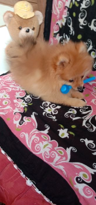 Шпіц Померанський