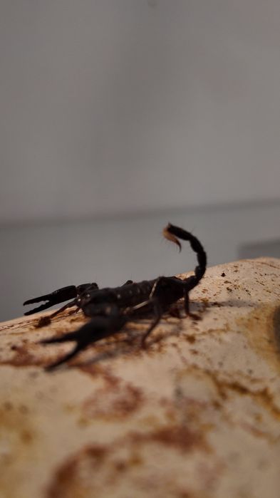 Heterometrus spinifer