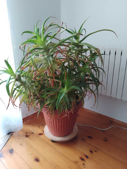 Aloes z Madery 10 letni 110 wys