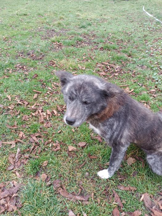 Oddam za darmo Akitę