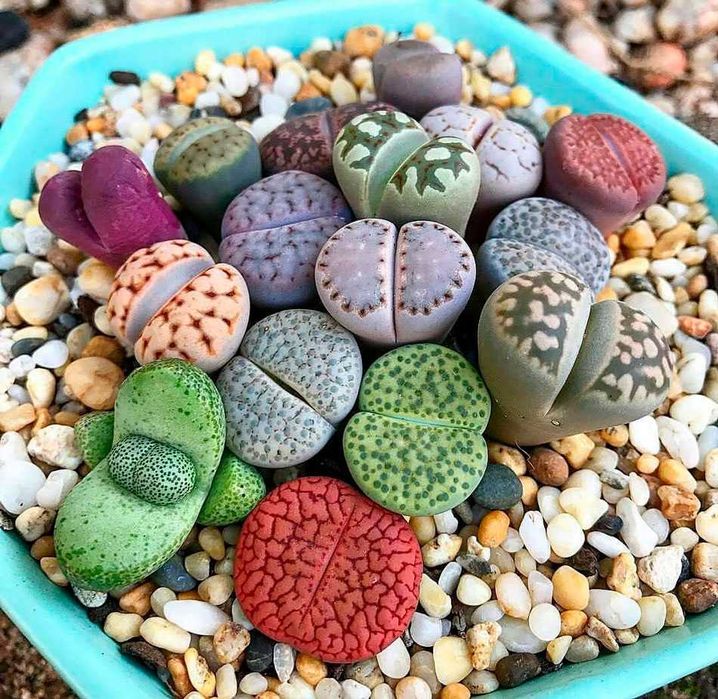 Насіння літопсів, литопсы, литопс, живые камни, Lithops