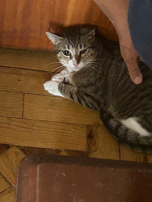 Gata jovem adulta para adoção consciente