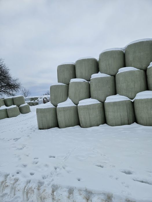 Bele sianokiszonki z lucerny, sianokiszonka