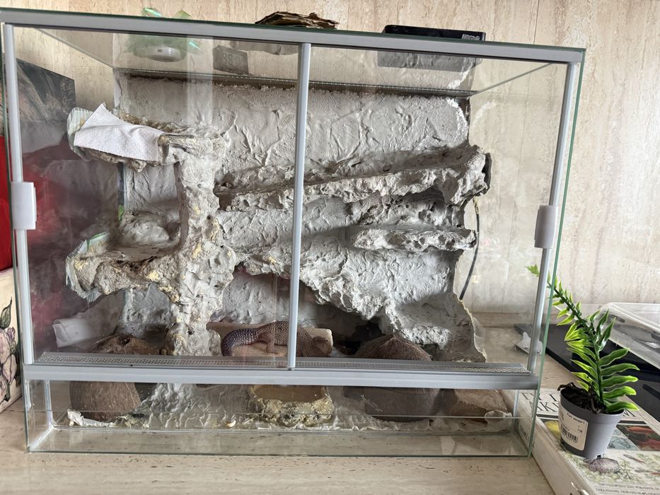 Gekon lamparci + terrarium