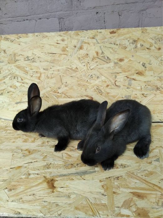 Кролики живі та тушки