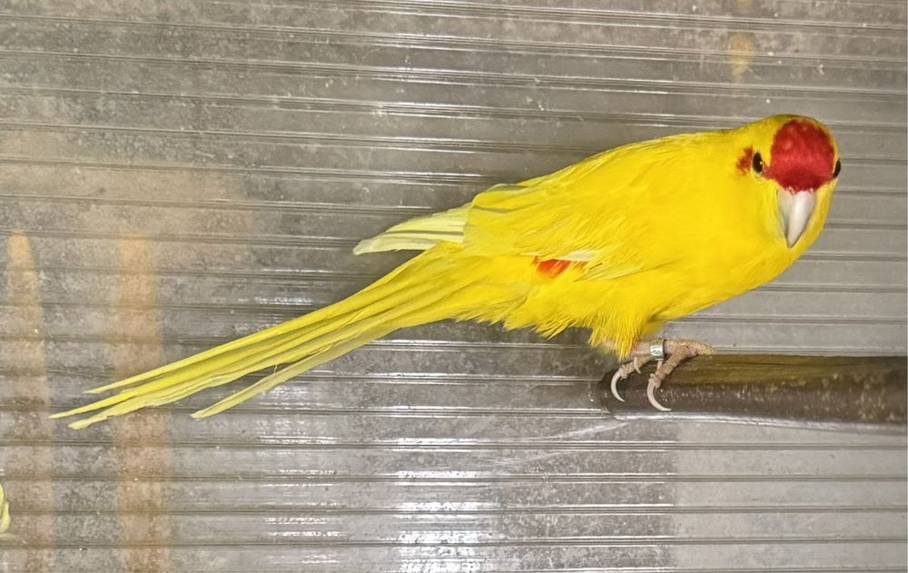 Kakariki macho 2020