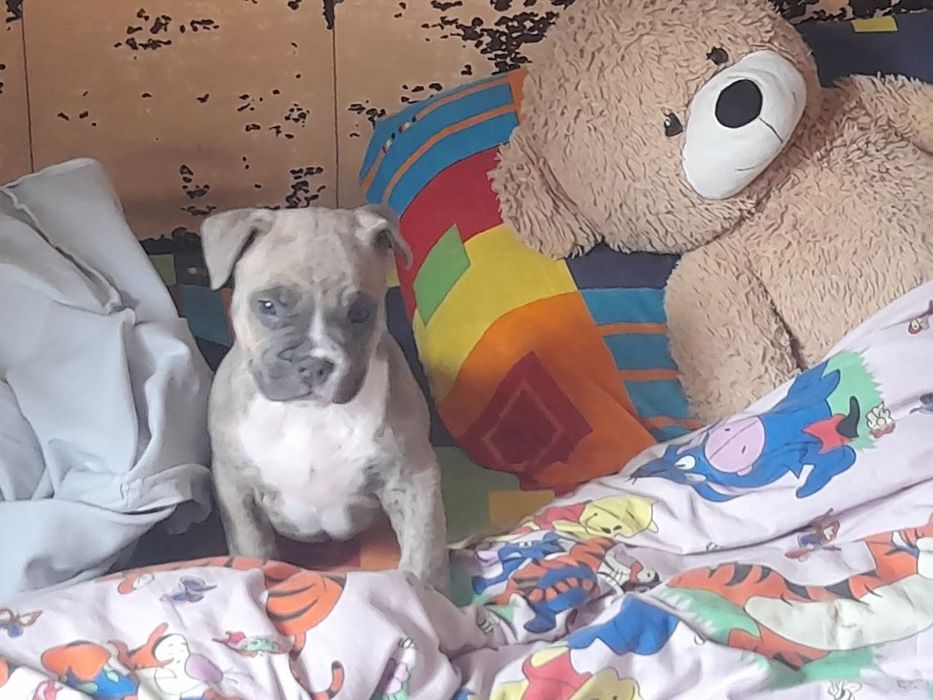 Продаються цуценят проживають стаф