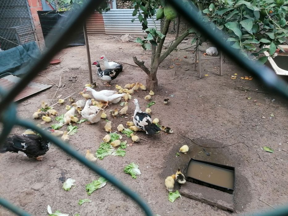 Patos mudos várias idades