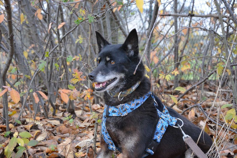 Przepiękna i majestatyczna Larisa szuka domu.