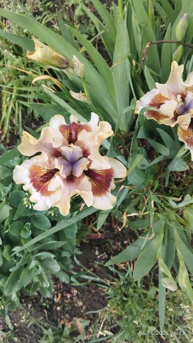 Квіти з своєї клумби