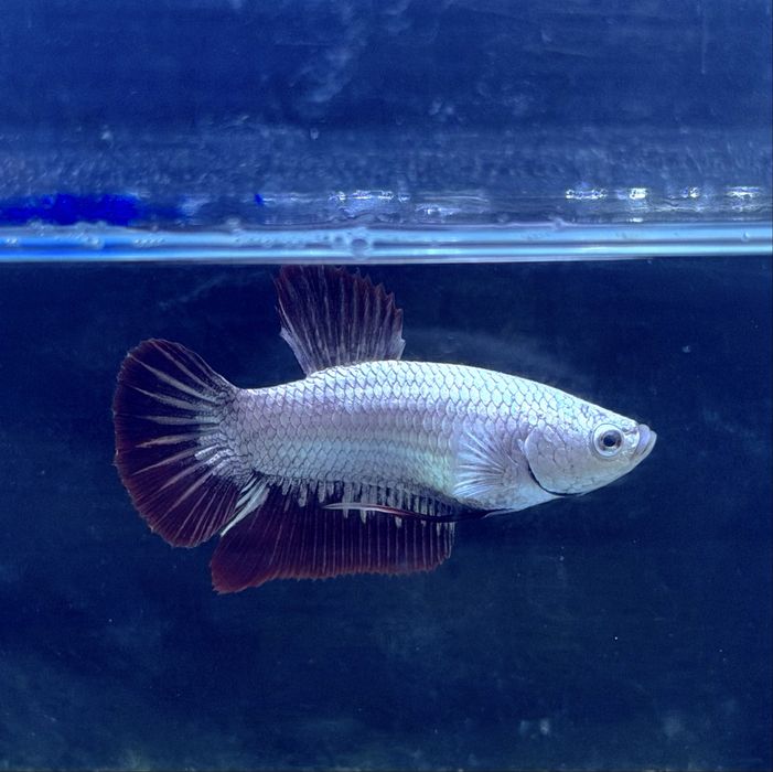Betta Macho Red Dragon