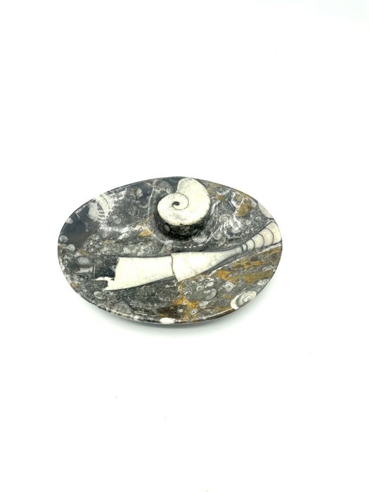 Espeja bolsos pedra fósseis amonites