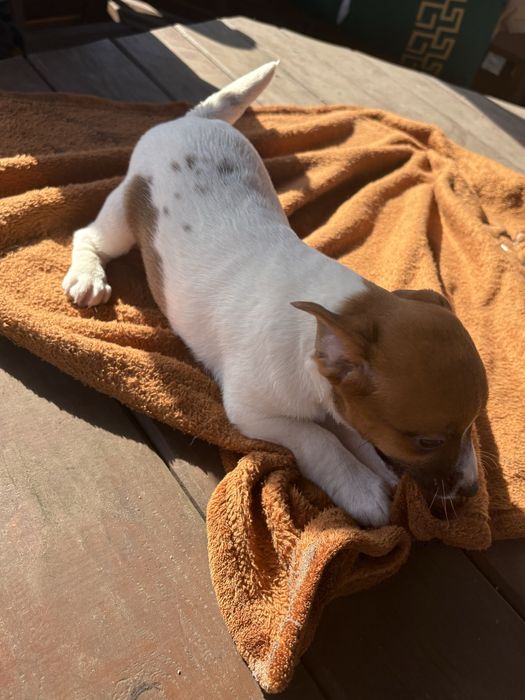 Jack Russell Terrier Suczka