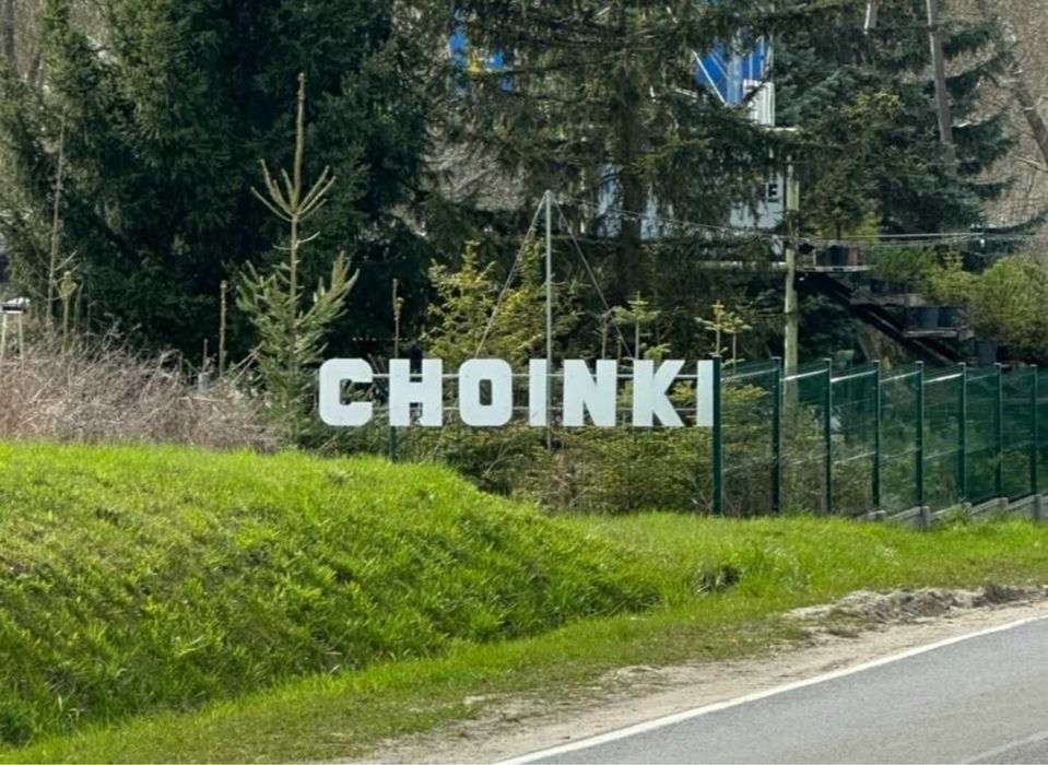 Choinki Świerk Sosna Jodła do sadzenia każda wysokość rosnąca w donicy