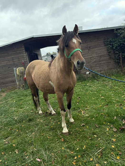 Polski kuc wierzchowy