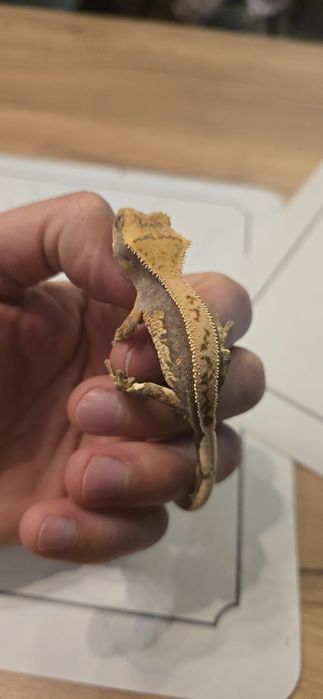 Młode gekony orzęsione piękne odmiany