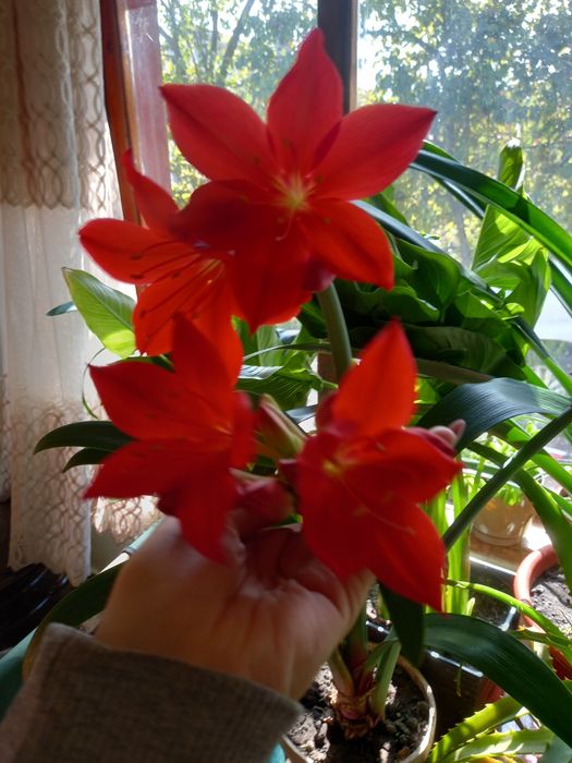 Домашня рослина. Має дуже гарні червоні квіти