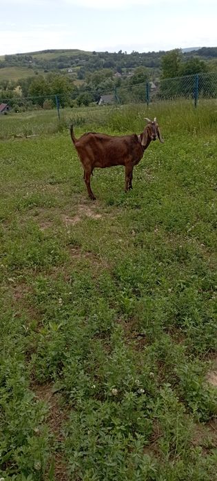 англонубійска козичка