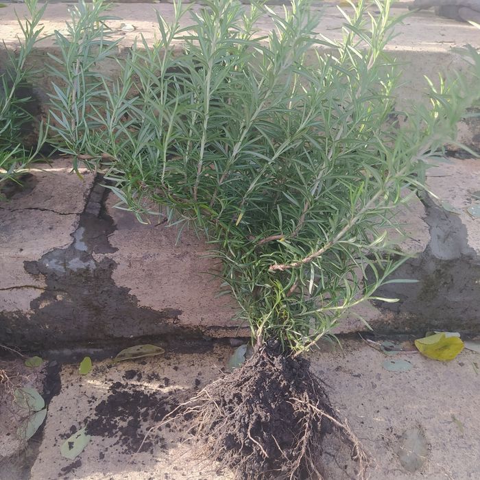 Продам розмарин.