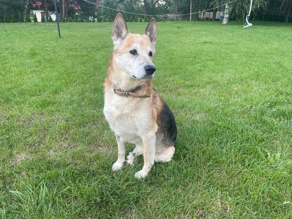 Zeus czeka na kochający dom