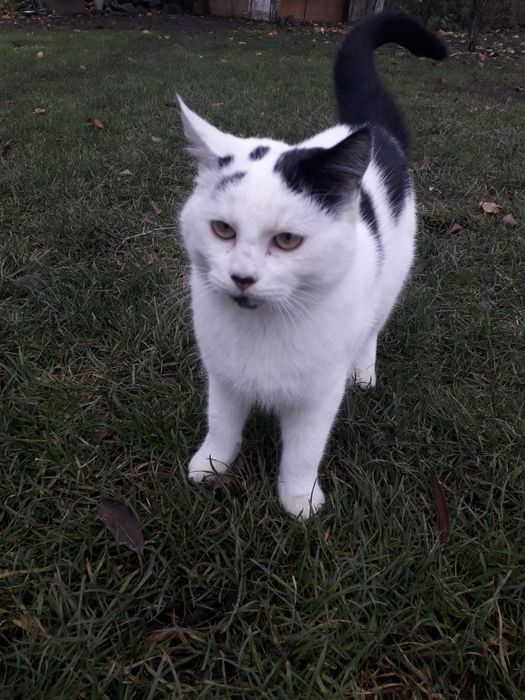 Віддаю в добрі руки