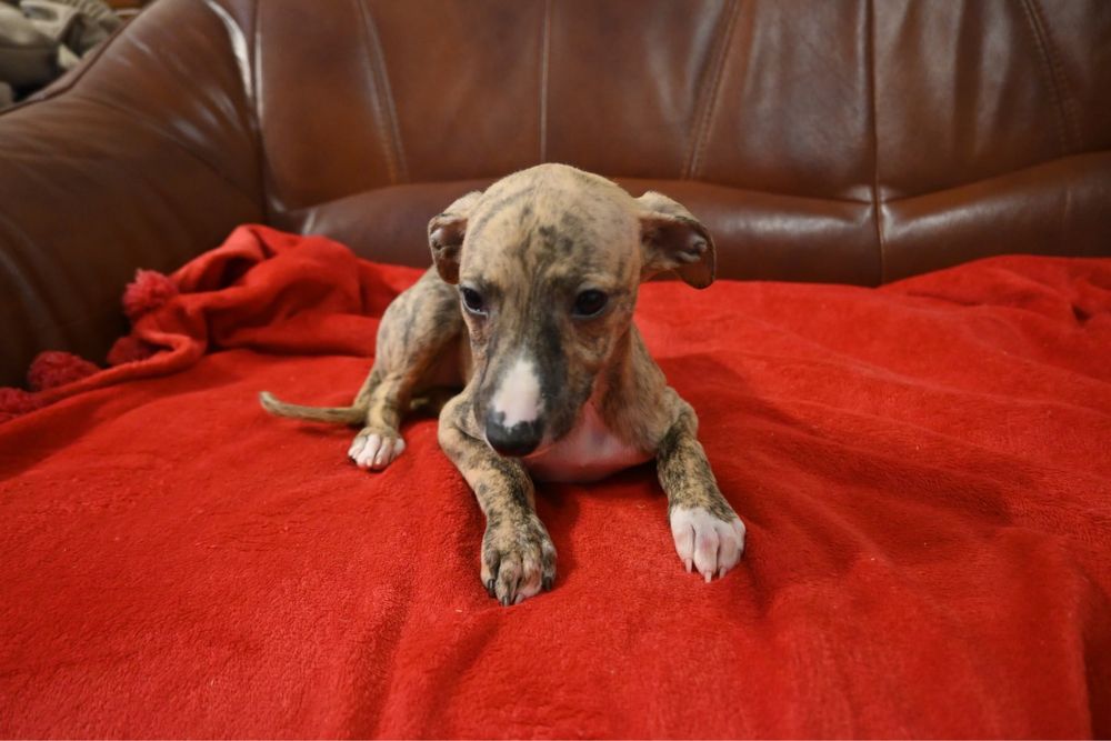 Whippet Chart Angielski-suczka