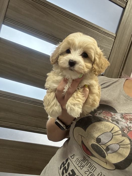 Красавчик мальтипу мальчишка