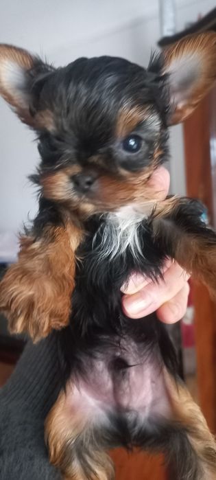 Маленькие мальчики мини