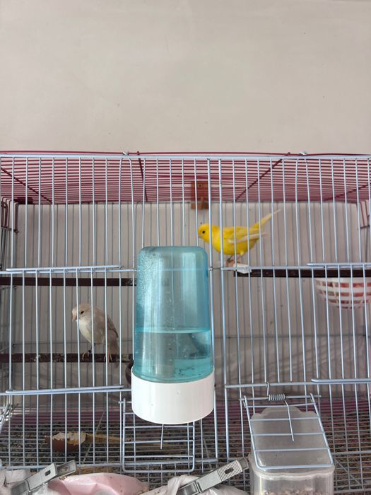 Casal canário com gaiola
