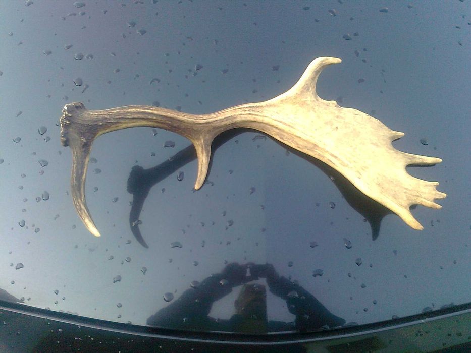 Poroże zrzut daniela