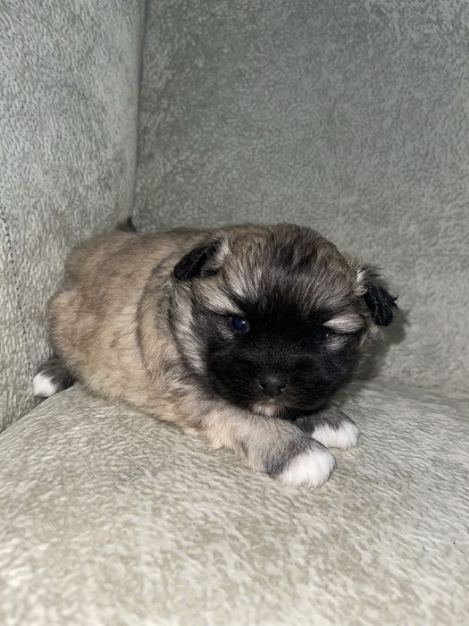 Віддамо в добрі руки