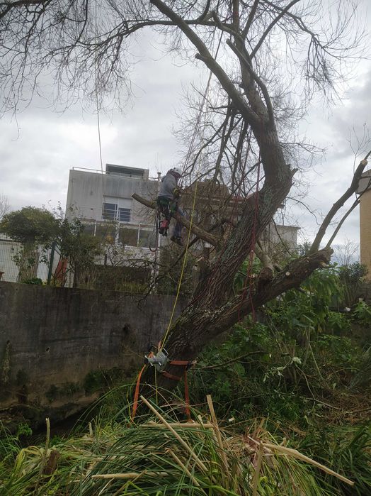 Jardinagem / Podas de sebes e árvores / Limpezas de terrenos