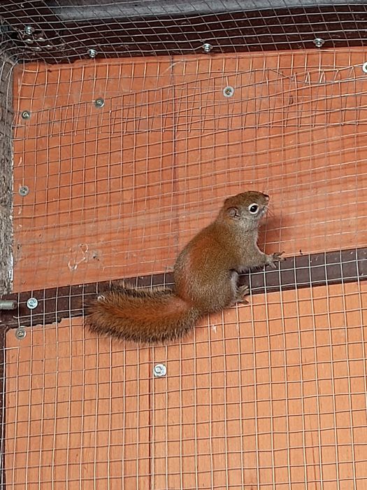 Samiec wiewiórki Hudsona