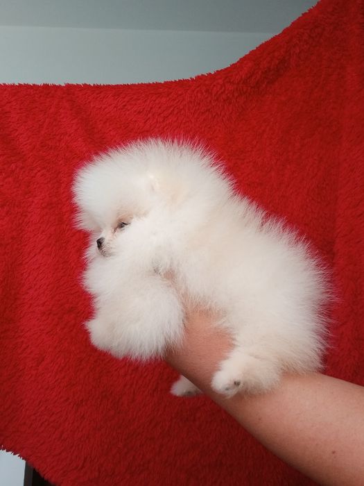 *Pomeranian Mikro okruszek CHIRO Wyjątkowy misio Aktualny*