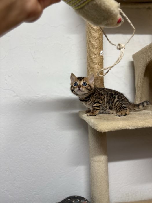 Bengal kitten c/Pedigree e Afixo