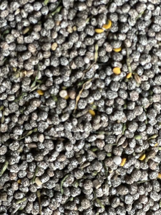 Sprzedam łubin wąskolistny karo nieczyszczony