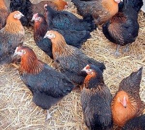 Инкубационное яйцо опт и розница мясо-яичные породы