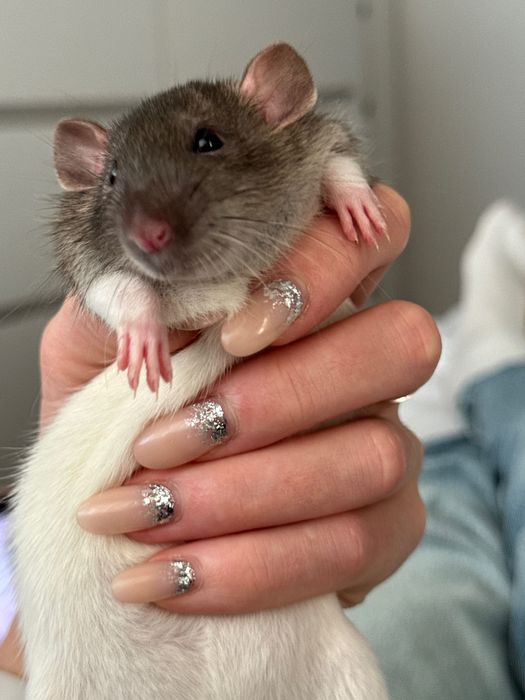 Szczurek Dambo oddam w dobre ręce